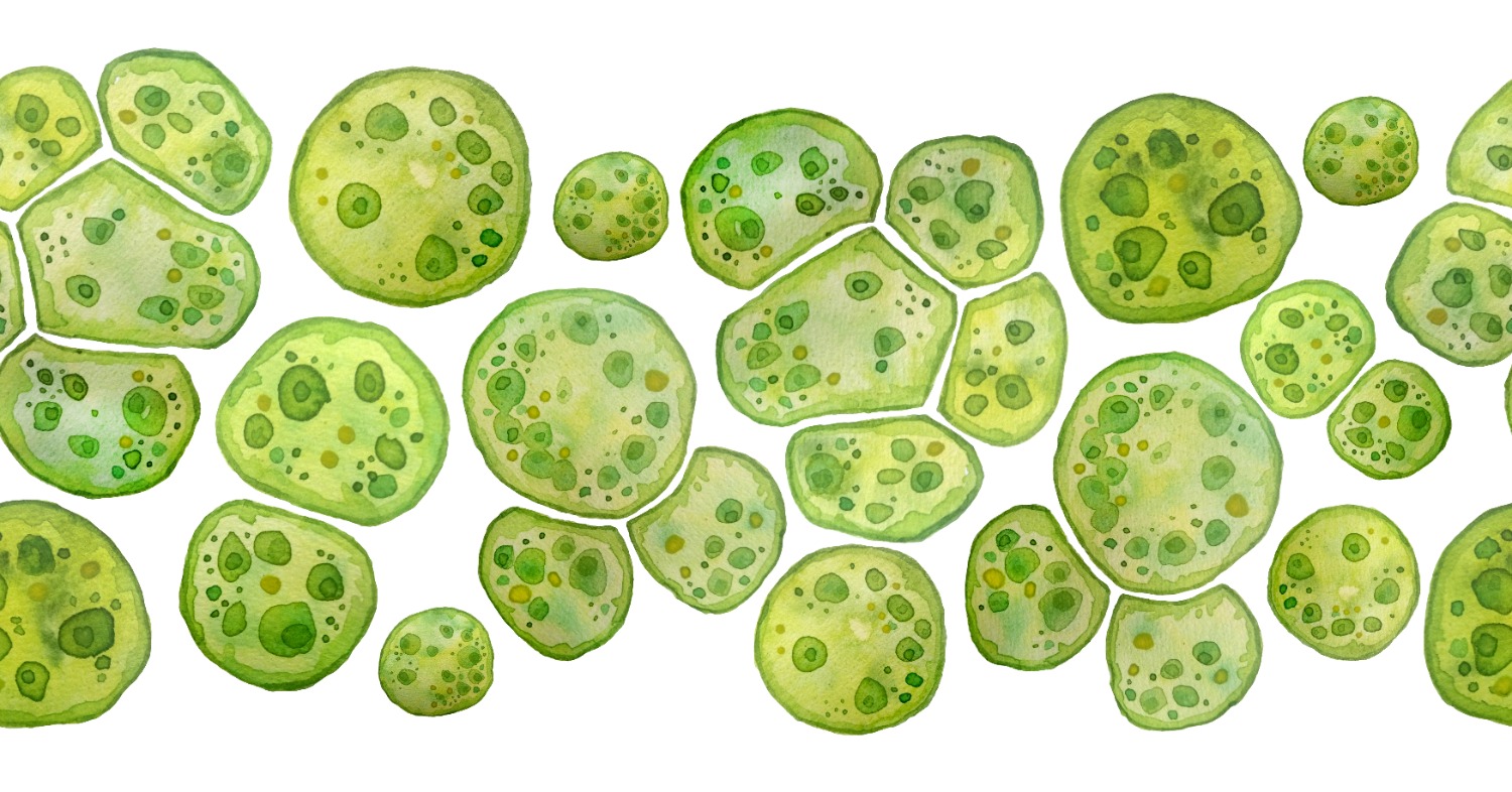 Image of Plant Cells