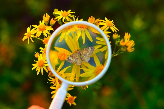 Entomology Course