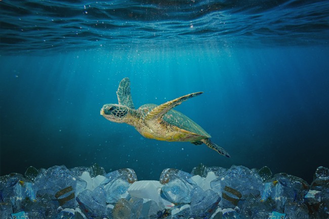 Turtle in the ocean