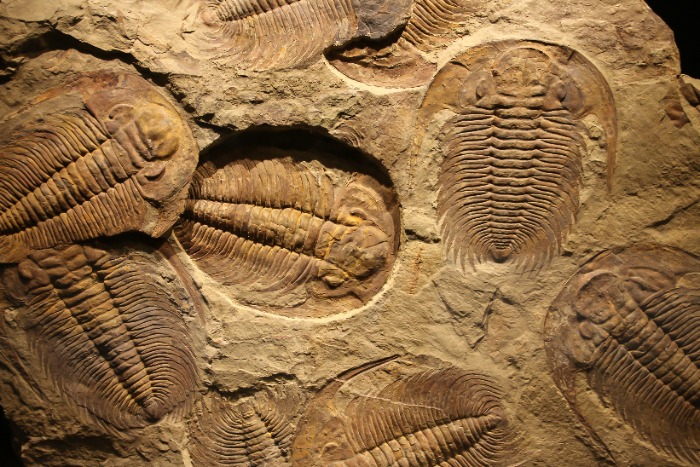 Fossils