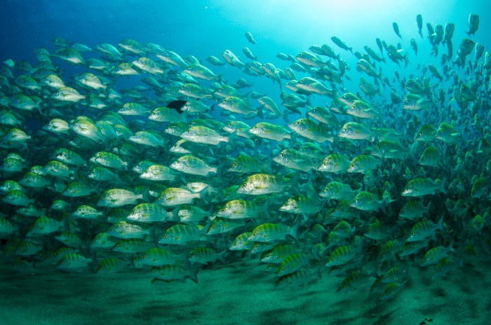 School of fish