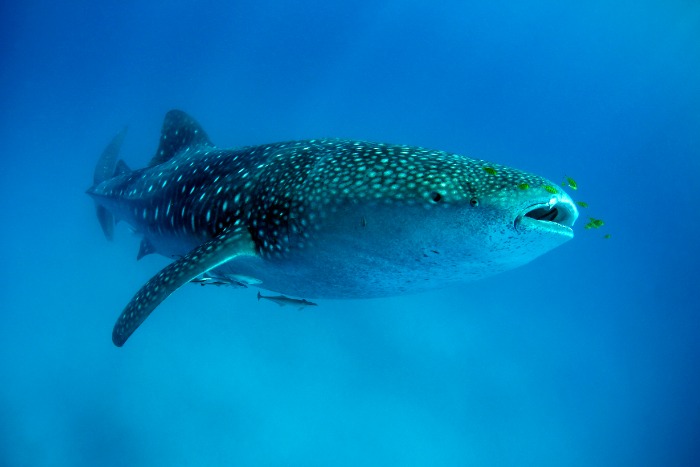 Whale Shark