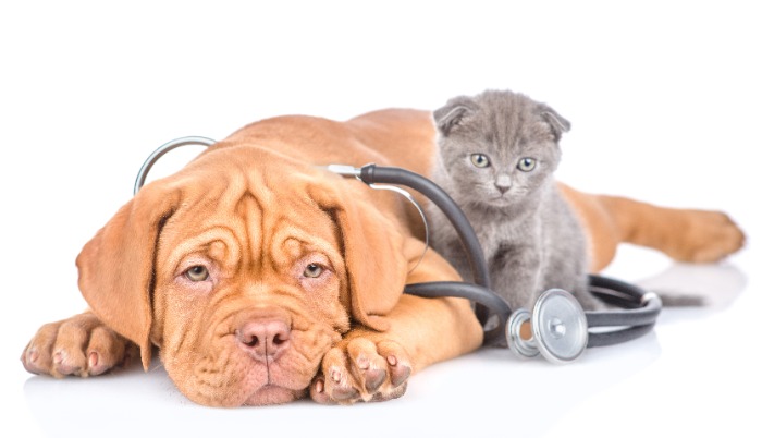 Dogs & Cats, Animal Health and Veterinary Medicine, Faculty of Veterinary  Medicine