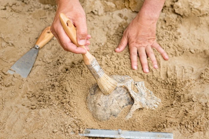Digging up a skull